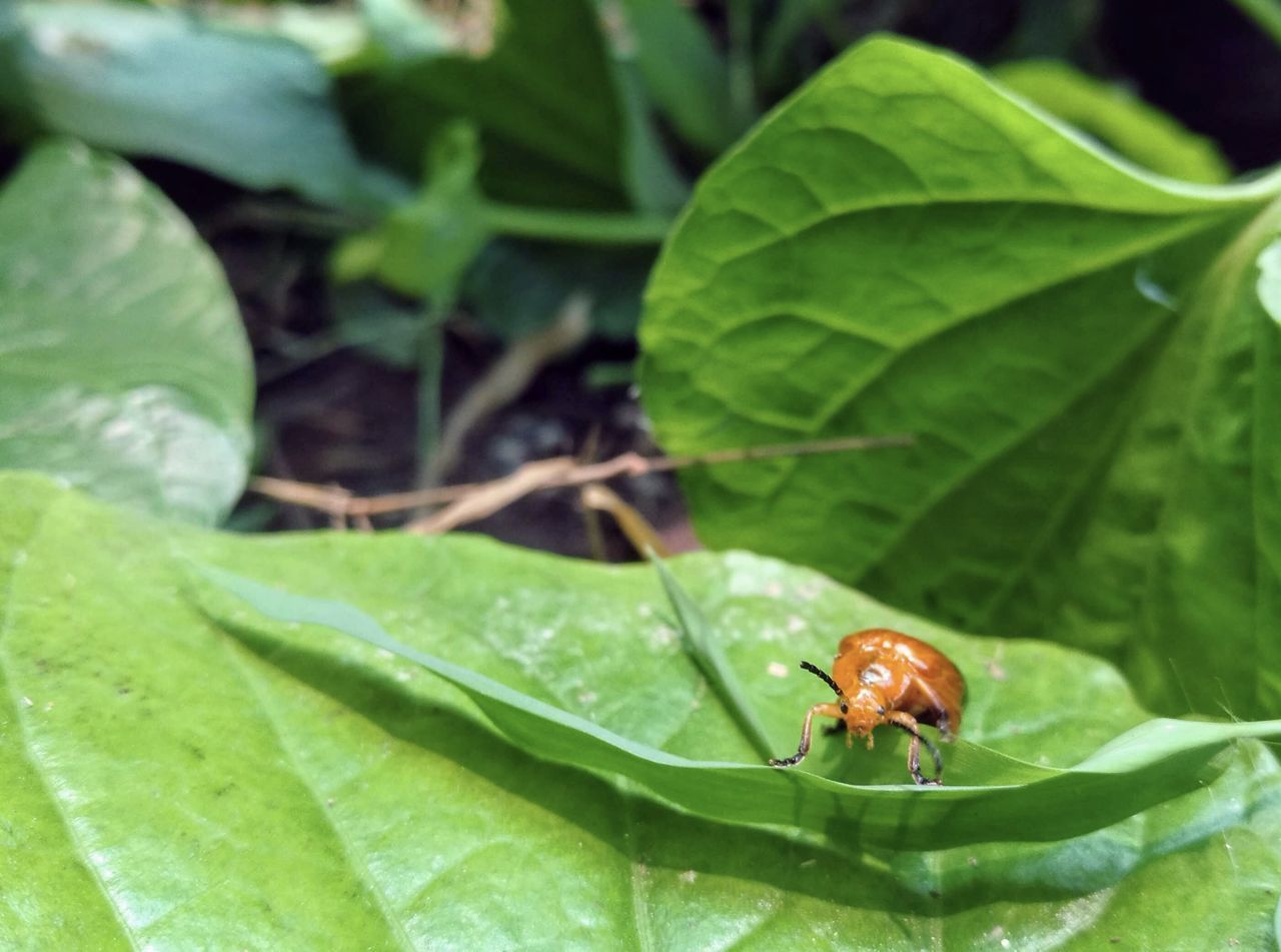 CLOSE-UP OF INSECT ON GREEN LEAF