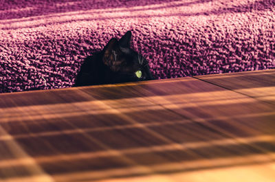 Cat on purple indoors