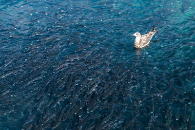 High angle view of fish swimming in sea