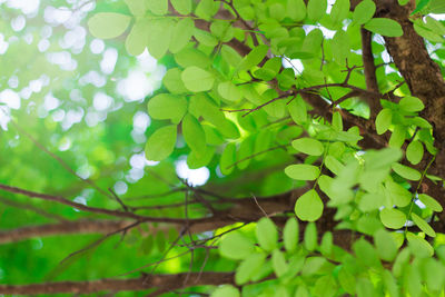 Low angle view of plants growing on tree