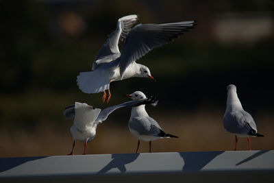 Seagulls flying