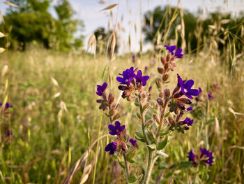 Close-up of purple flowering plants on field