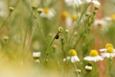 Close-up of insect on flower