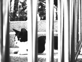 Dog looking through window