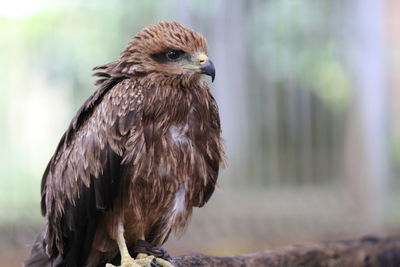 Close-up of eagle perching outdoors