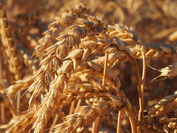 Close-up of dry plant