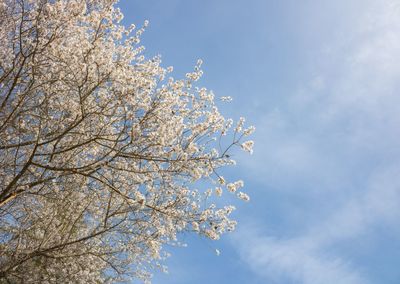 Low angle view of cherry tree against blue sky