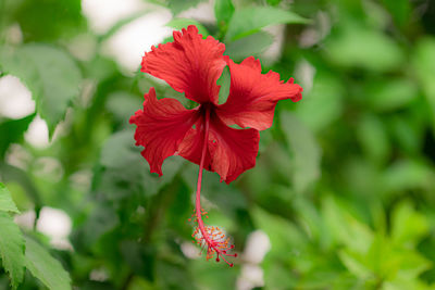 Close-up of red hibiscus flower