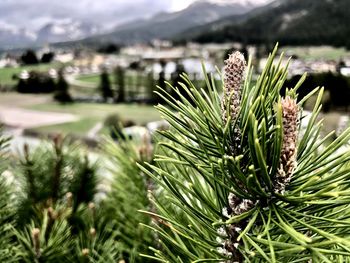 Close-up of pine tree on field