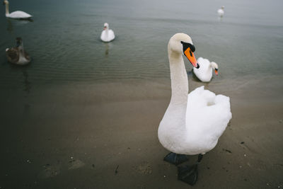 High angle view of swans swimming on lake