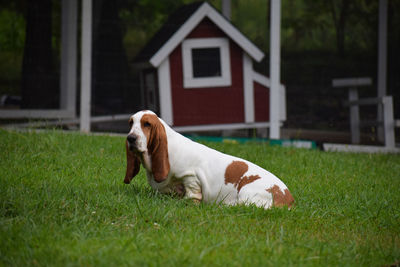 Dog looking away on grassy field