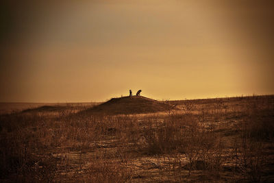 Dogs sitting on field against sky during sunset