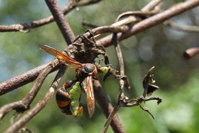 Close-up of insect on plant