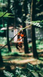 Close-up of insect on leaf in forest