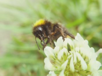 Close-up of bee on flower