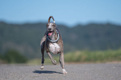 Portrait of dog running on land