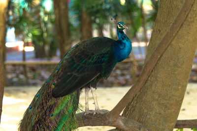 Close-up of peacock perching on tree trunk