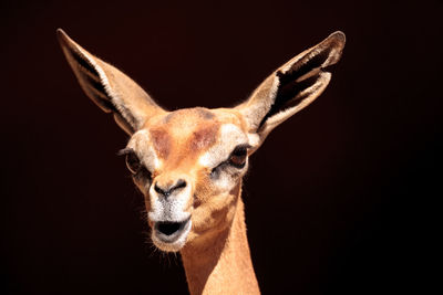 Close-up of gerenuk against brown background