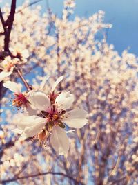 flowering plant