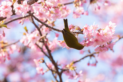 Close-up of cherry blossom