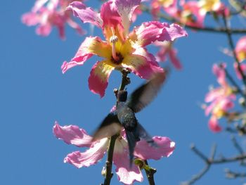 Close-up low angle view of hummingbird