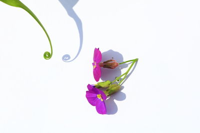 Close-up of flower over white background