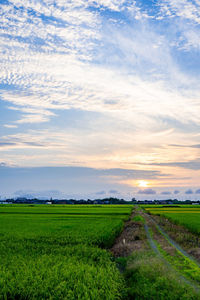 Scenic view of agricultural field against sky