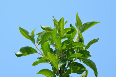 Low angle view of leaves against blue sky