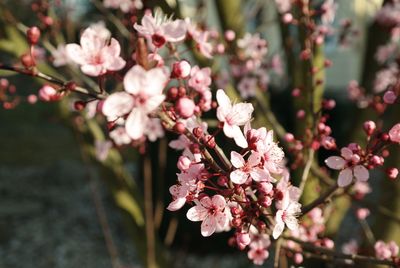 Close-up of pink plum blossoms in spring