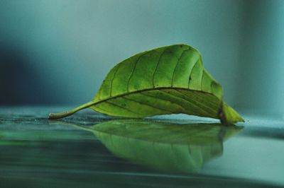 Close-up of green leaf on table