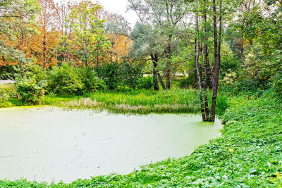 Scenic view of lake in forest