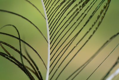 Close-up of palm leaves