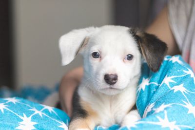 Portrait of cute puppy on bed at home