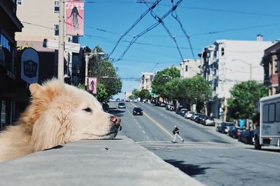 Close-up of dog by road against sky in city