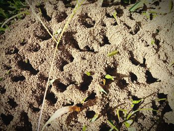 Full frame shot of plants on sand
