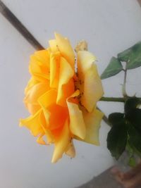 Close-up of yellow flower against blurred background