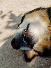 Close-up of a cat