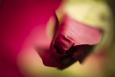 Close-up of pink rose
