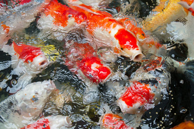 Japan fish call carp or koi fish colorful swimming in the pond