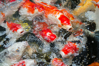 High angle view of koi fish in water