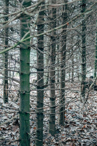 Close-up of tree trunk in forest