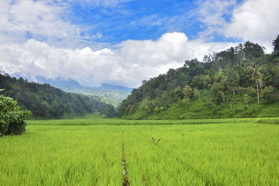 Scenic view of agricultural field against sky