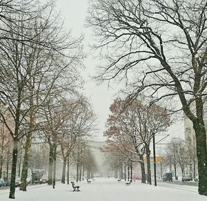 Road passing through bare trees