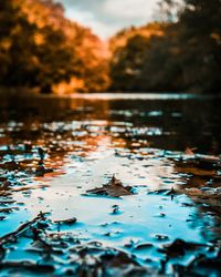 Surface level of leaves floating on lake