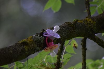 Close-up of flowers