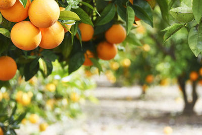 Close-up of fruits on tree