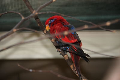 Close-up of parrot perching 