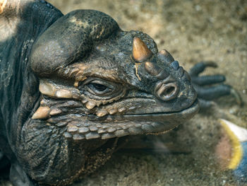 Close-up of animal sculpture in zoo