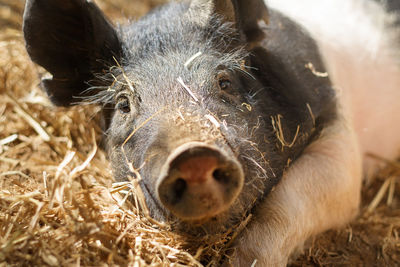 Close up of hampshire pig laying in straw.