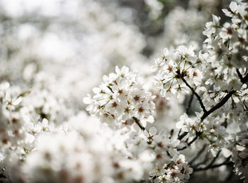 Close-up of white blossoms growing on branches